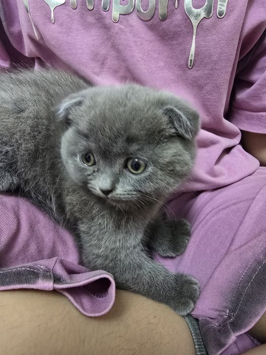 Продаются котята