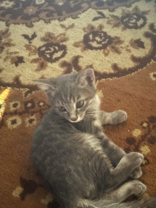 Котята  домашние уже кушают