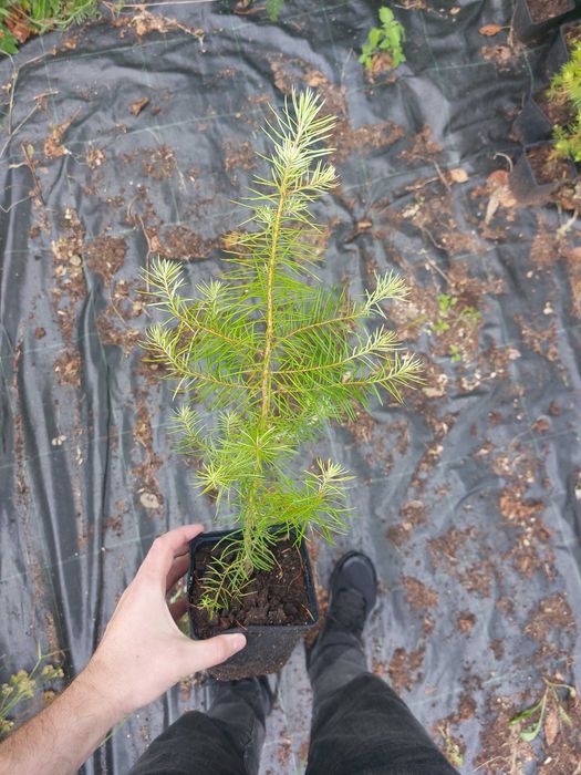 Puieti duglas Pseudotsuga menziesii ghiveci P12- plantare 12 luni/an