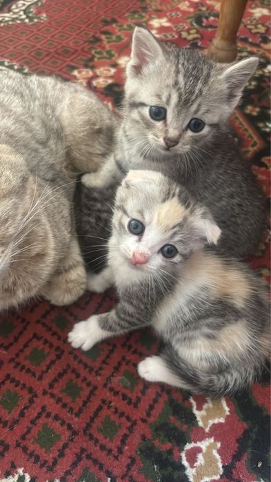 Вислоухие котята