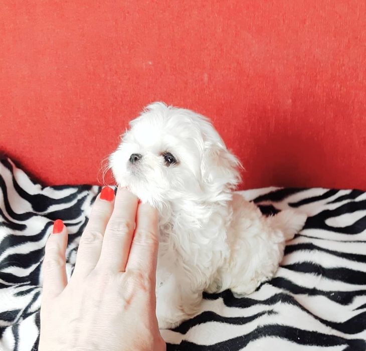 Bichon Maltez Mini Toy.