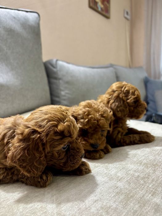 Пухкави Той Пуделчета