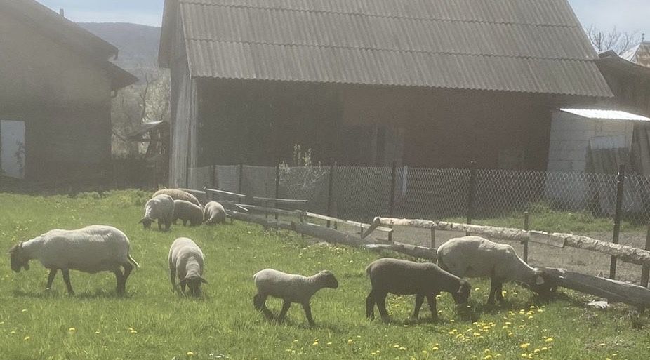 Vand oi si miei suffolk