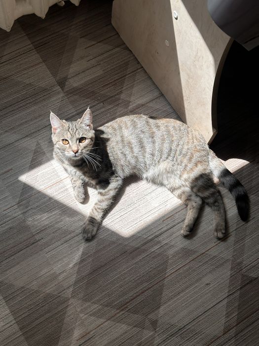 Кошка с лотком и кормом