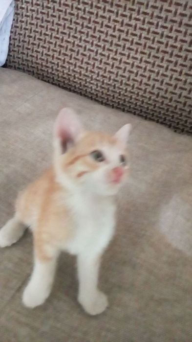 Mushuk tekinga yaxhi qaraydigan insonga