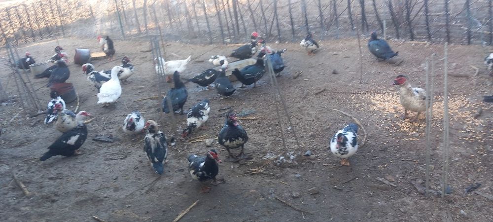 Ouă de rață mută