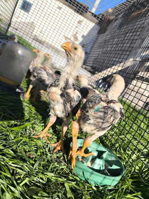 Цыплята о шамо японская бойцовая дакан