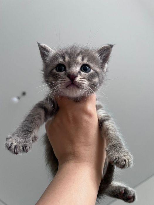 Срочно продается котяты!