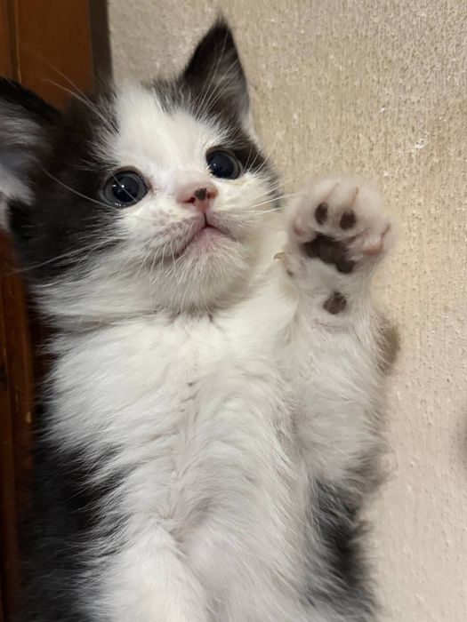 Продается породистых котят