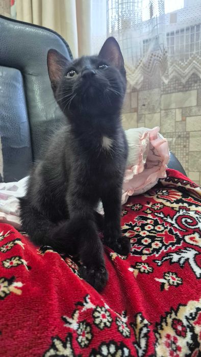 Отдам котенка в добрые руки