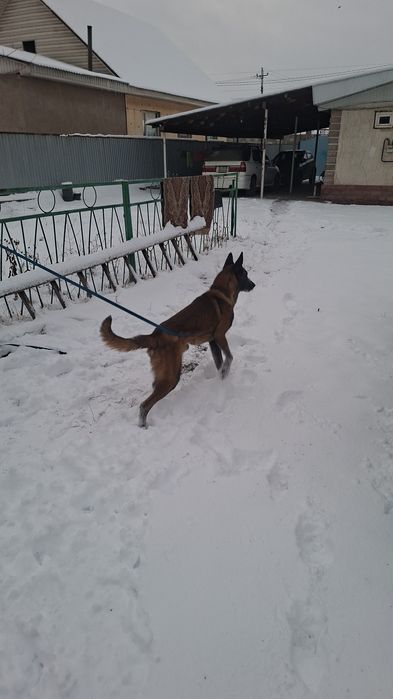 Белгийская овчарка малинуа