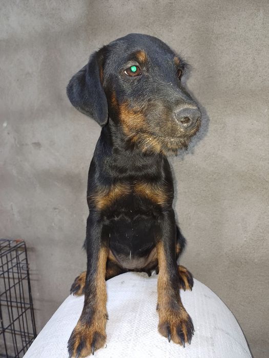 Щенки ягдтерьера