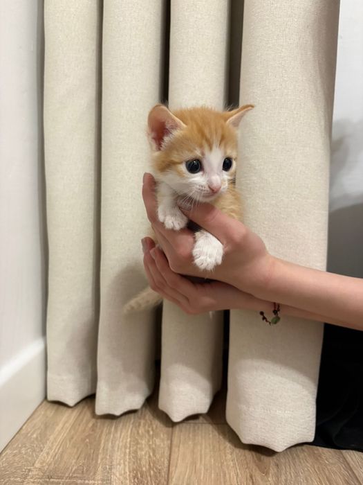 Отдаю котят в добрые руки