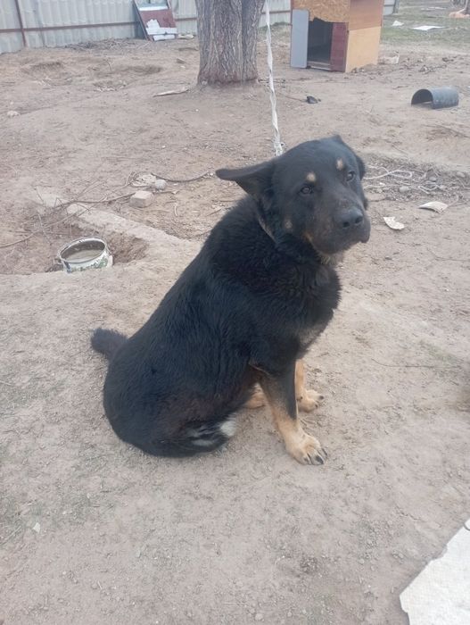 Вязка Европейская овчарка кабель