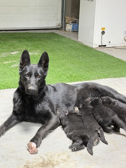 Немецкая овчарка