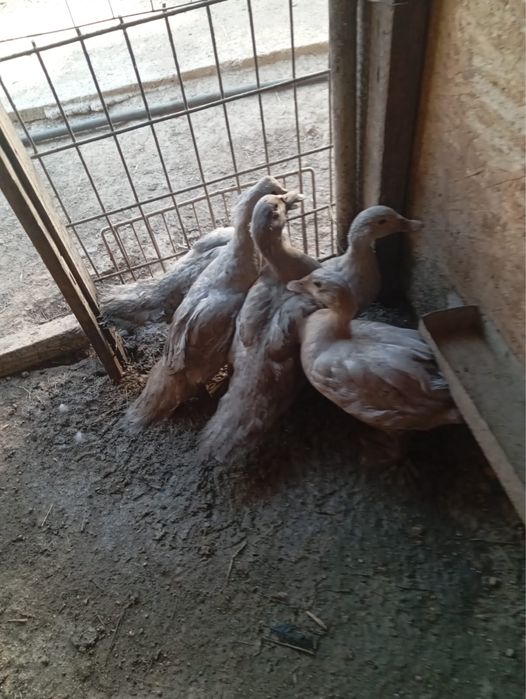 продам индоуток