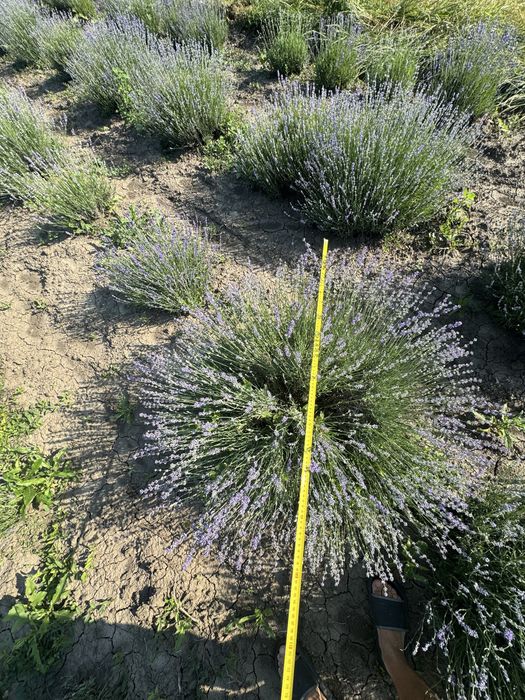 Lavanda tufe anul 3- producator atestat