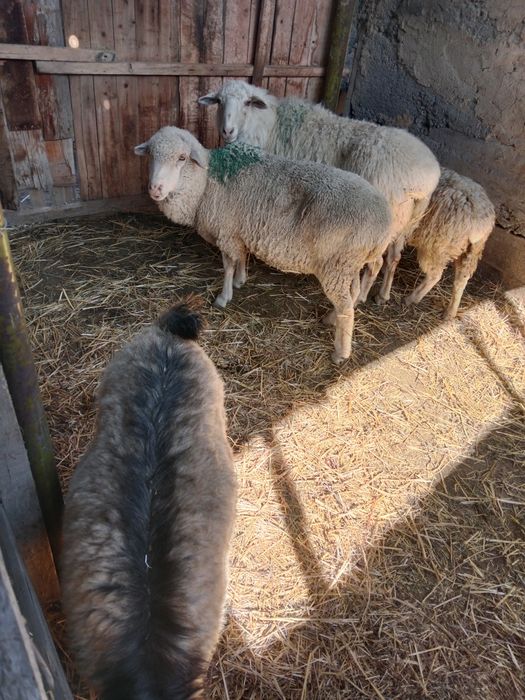 Теке ешкі қой сатылады