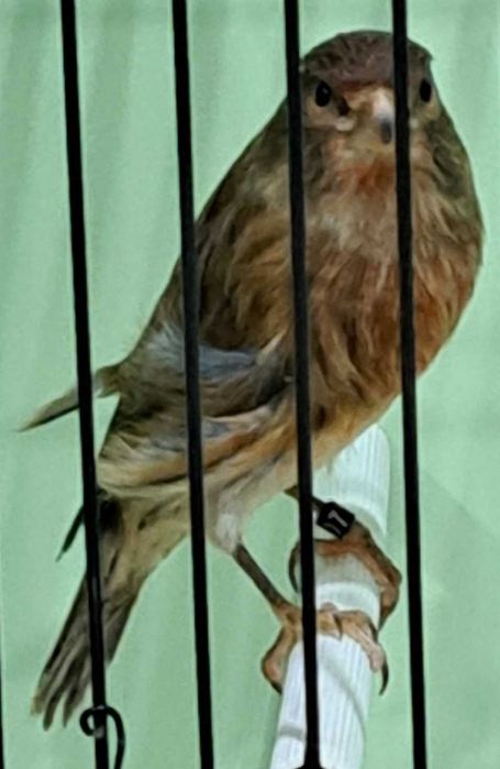 Canari Hibrizi Arlechin Masculi - Disponibili pentru Noul Cămin