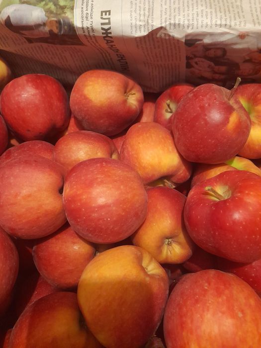 Продам саженцы яблони сорт американка.