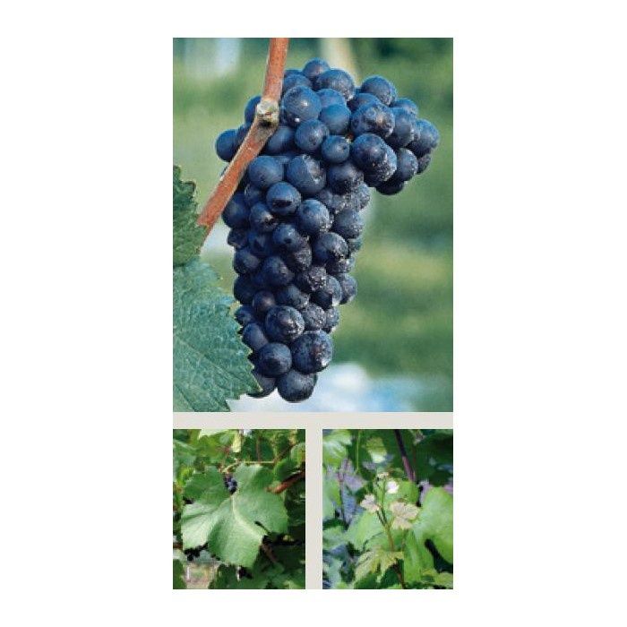 Vita de Vie  Nobila altoita de vin