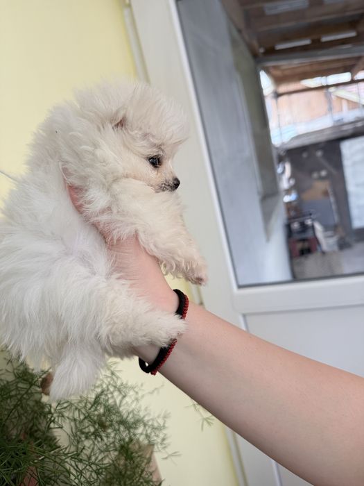 Продават се мини шпиц