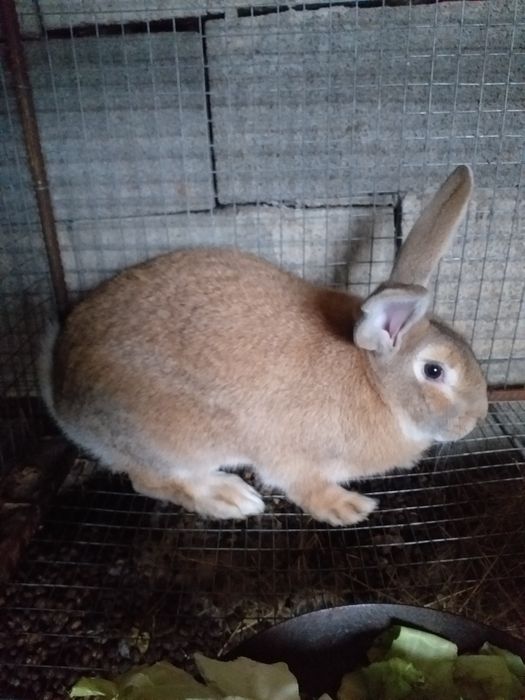 Кролики молодняк