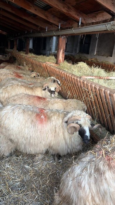 Berbeci brezi tineri