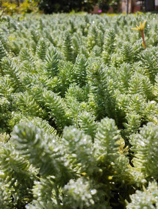 Садовый ковёр ЁЛКА