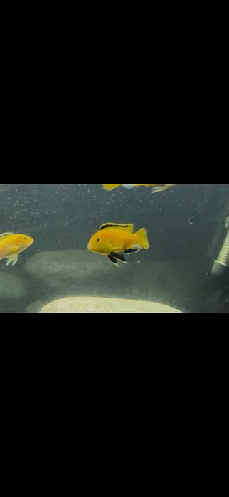 yellow toza qon oila