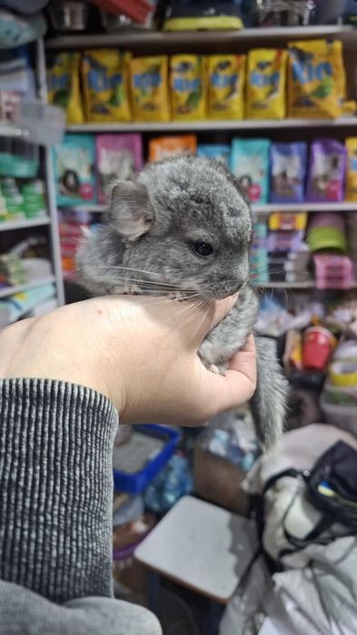 Поступление малышей шиншиллы