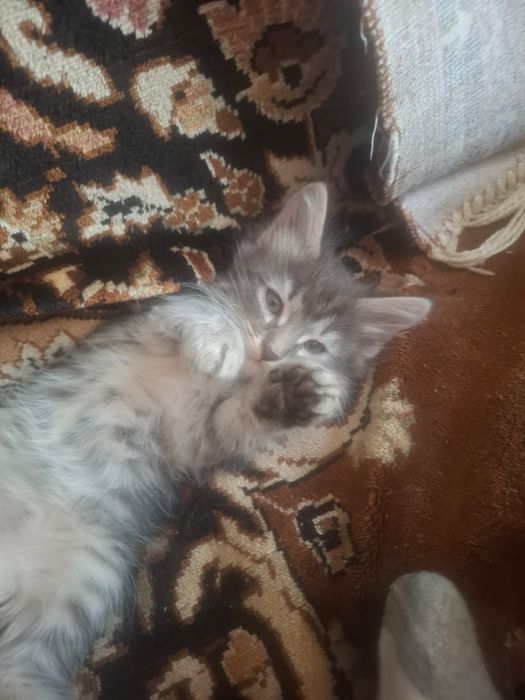 Отдвем котят в добрые руки