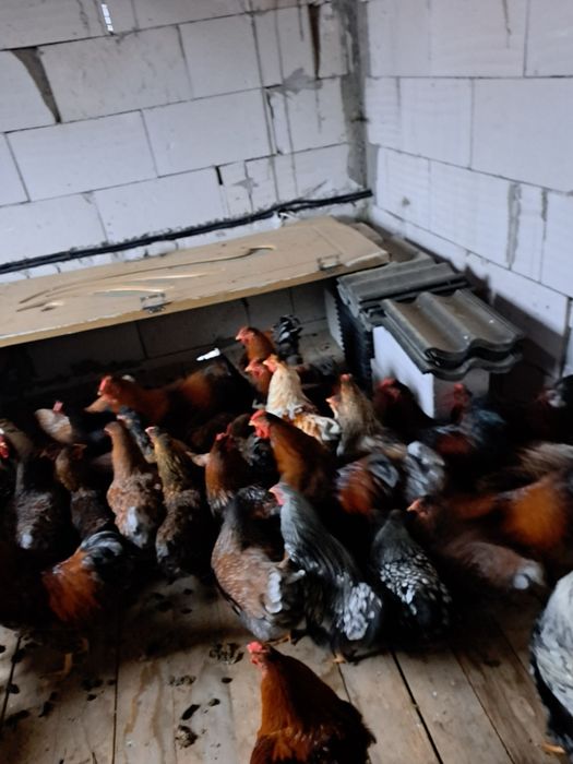 Găini de vanzare wiandote