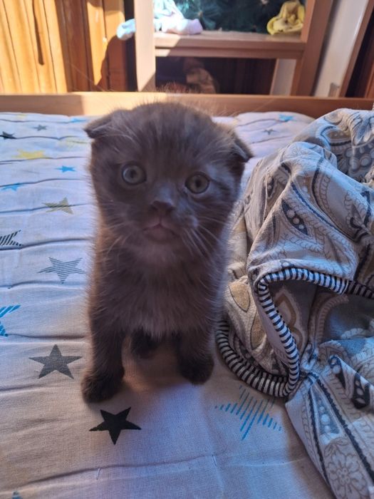 Скотиш фолд шоколадка