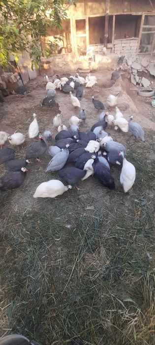 Sisarka tuxumlari sotiladi donasi 10 ming 10 taga 1 bonus
