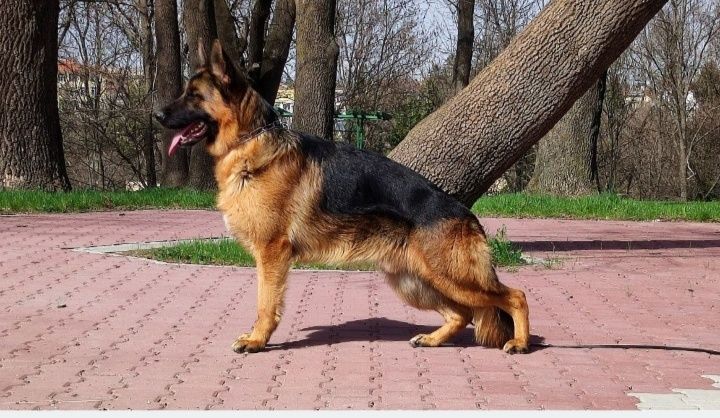 Немска овчарка с родословие