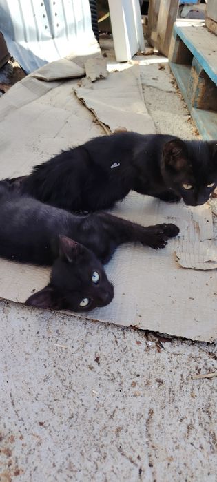 Pisicu spre adopție