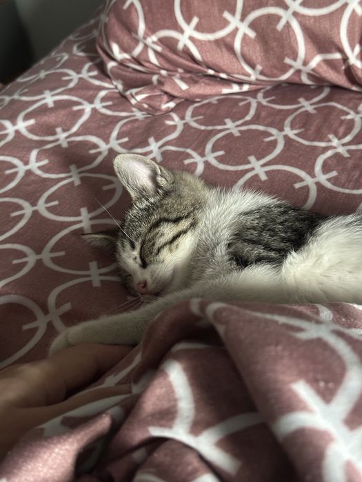 Нашли котенка алмалинский район