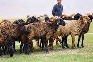 Насилли чорва моллари