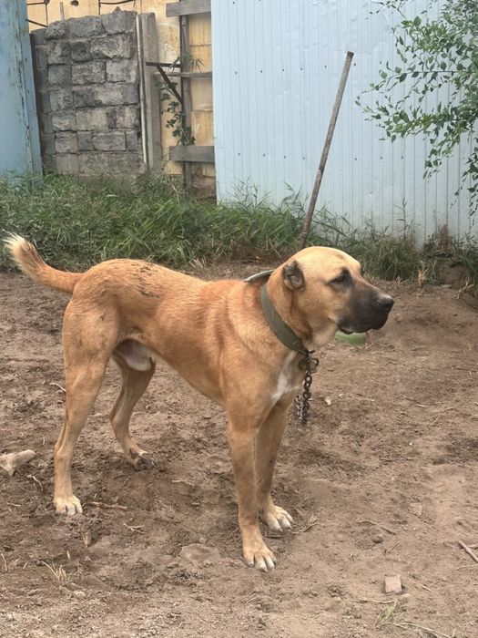 Собака Кангал 1 годик
