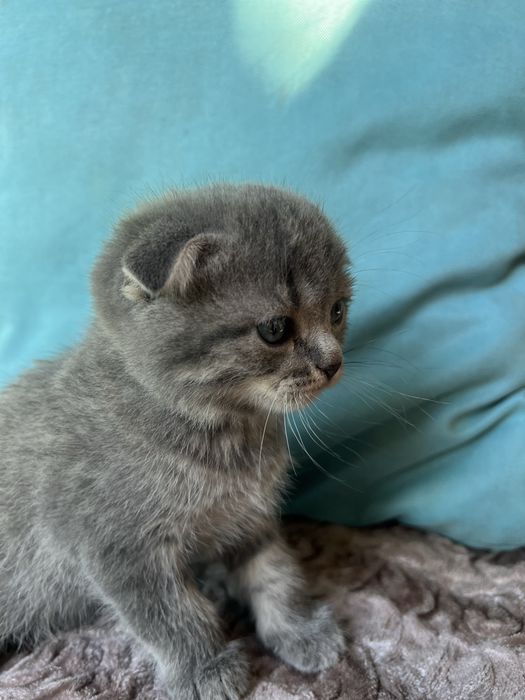 продам котят шотландских вислоухих