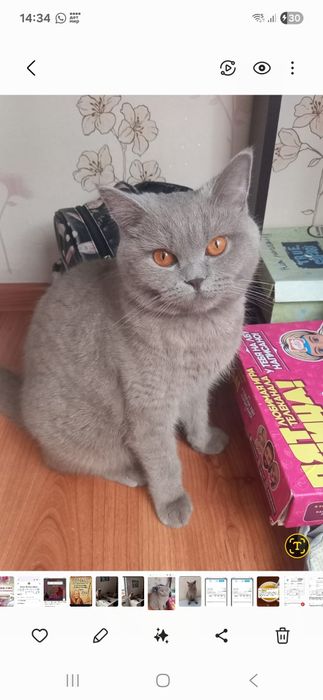 Котята  лиловые британки