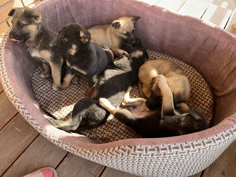 Отдадим щенков в хорошие руки