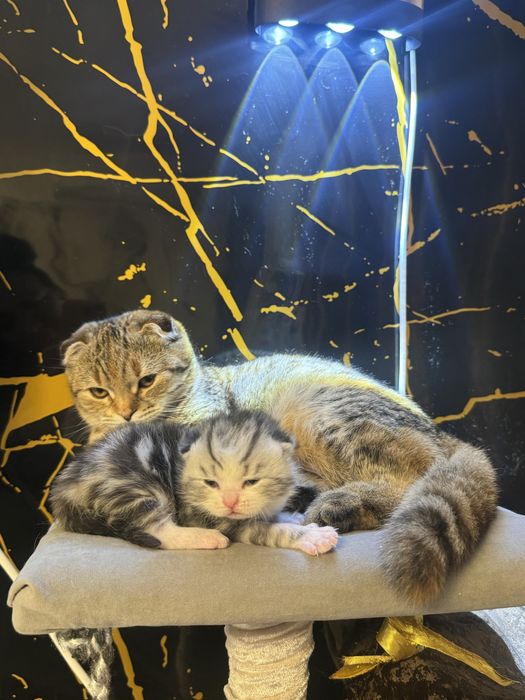 Продам катенка 6 мес