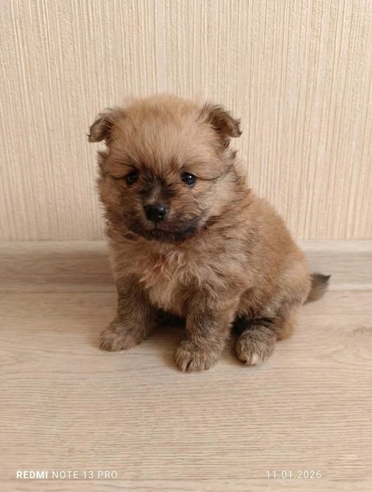 Померанский шпиц щенок