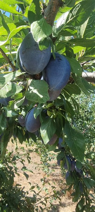 Prune  de vanzare