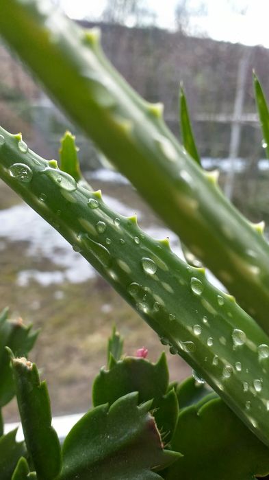 Aloe vera