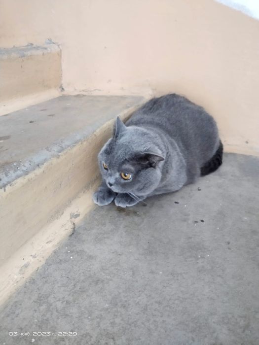 Британская кошка, потеряшка