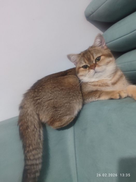 Золотая шиншилла скоттиш страйт