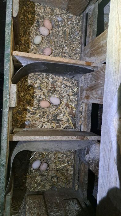 Oua de gaina de casa